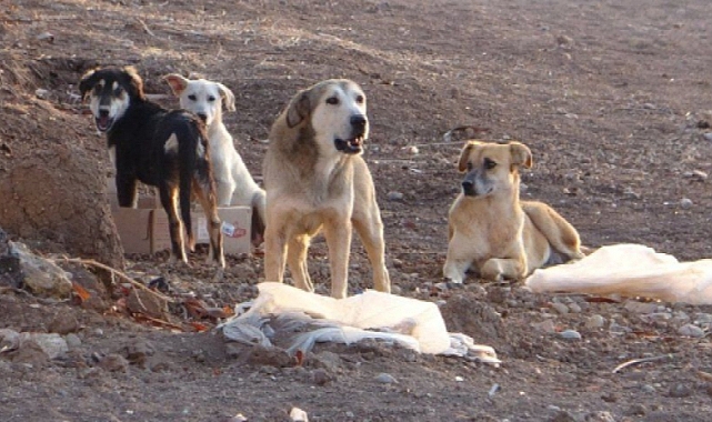 Keçiören'de Başıboş Köpek Saldırısı: 4. Sınıf Öğrencisi Çocuk Ağır Yaralandı