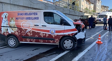 Sivas'ta Halk Düşmanı Bir Köpektapar, Polisle Tartışıp Toplanan Başıboş Köpekleri Zorla Serbest Bıraktı