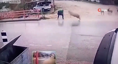 Antalya'da Yolun Karşısına Geçmeye Çalışan Adama Koç Saldırdı