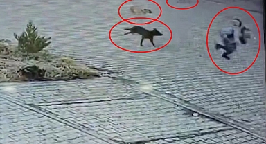 Başıboş Köpek Saldırısına Uğrayan Çocuğu Aracını Köpeklerin Üstüne Süren Şoför Kurtardı