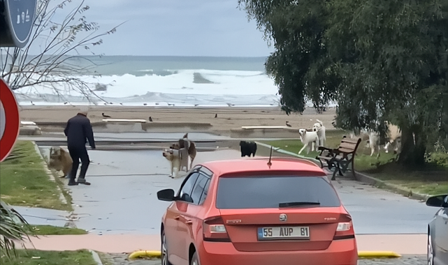 Başıboş Köpek Terörü Devam Ediyor: Samsun'da Sahilde Gezen Bir Vatandaşı Kovaladılar