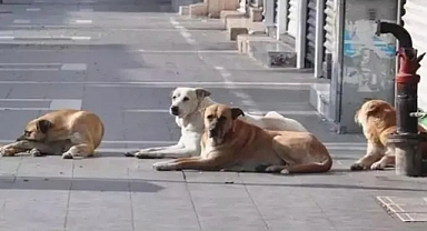 Başıboş Köpeklerden Bulaşan Parazitler İnsan Hayatını Tehdit Ediyor: Kist Hidatik Rüptürü Sonucu Bir Doktor Hayatını Kaybetti