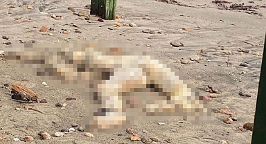 Bodrum Sahilinde Kafası Kesilmiş Erkek Cesedi Bulundu