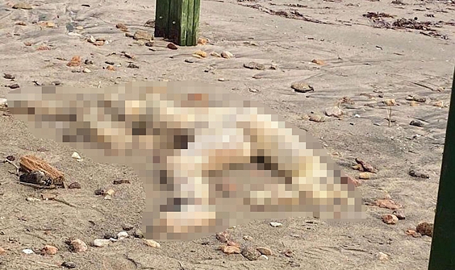 Bodrum Sahilinde Kafası Kesilmiş Erkek Cesedi Bulundu