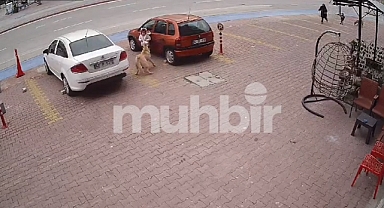 Konya'da Başıboş Köpek, Küçük Çocuğa Saldırmaya Çalıştı: Çocuğun Korku Dolu Anları Kameralara Yansıdı