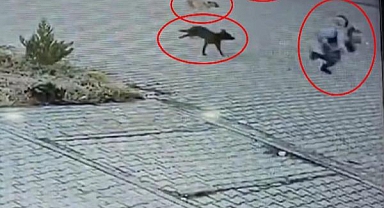 Okula Giderken Başıboş Köpeklerin Saldırısına Uğrayan Çocuğu, Esnaf ve Yoldan Geçen Otomobil Kurtardı