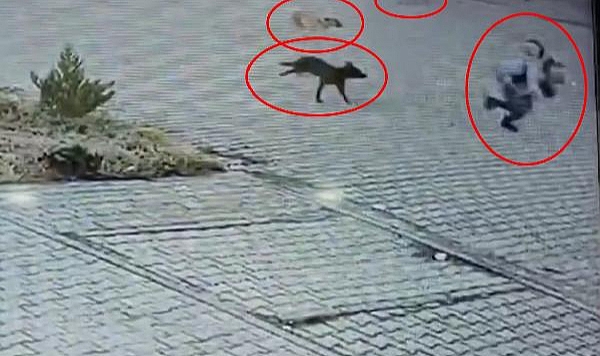 Okula Giderken Başıboş Köpeklerin Saldırısına Uğrayan Çocuğu, Esnaf ve Yoldan Geçen Otomobil Kurtardı