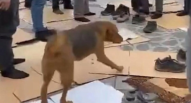 Rize'de Başıboş Köpek Saldırısı: Cuma Namazına Gidenleri Hedef Aldılar