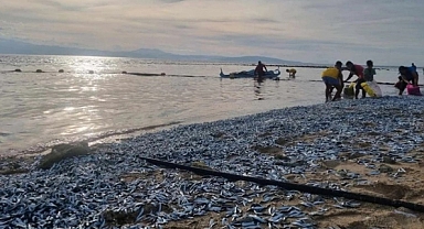 Filipinler'de Milyonlarca Balık Karaya Vurdu