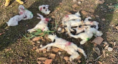 Gökçeada'da Başıboş Köpekler, Ağıldaki 11 Küçükbaşı Telef Etti