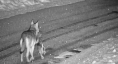 Gümüşhane'de Aç Kalan Kurt, Başıboş Köpeği Avladı: Kurt, Avladığı Köpeği Alarak Bölgeden Uzaklaştı