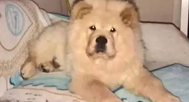 'Köpeğin Gözüne Tornavida Sokarak Katletti' İddiasının İftira Olduğu Ortaya Çıktı