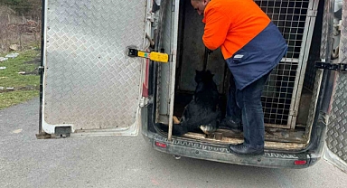 Köpek Lobisi, Mahalle Sakinlerinin İsteği Üzerine Başıboş Köpekleri Toplayan Muhtarın Aracının Üzerine Oturarak Eylem Yaptı