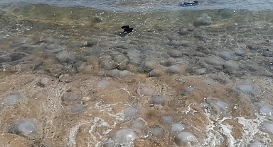 Mersin Sahillerinde Kıyıya Onlarca Ölü Denizanası Vurdu