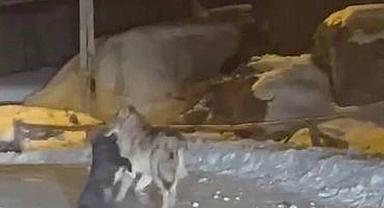 Muş'ta Yerleşim Alanına İnen Aç Kurt, Başıboş Köpeği Parçalayarak Yedi: Geriye Kalan Kısımları ise Götürdü
