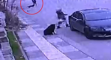 Ankara'da 1500 Öğrencinin 'Başıboş Köpek' Korkusu: 1 Öğrenci Yaralandı