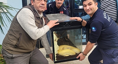 Antalya'da Kiracısına Ulaşamayan Ev Sahibi Girdiği Dairede Beslenmesi Yasak Olan Pitonla Karşılaştı 