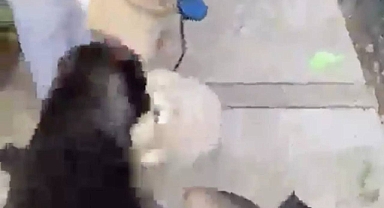 Banu Parlak'ın Ağızlıksız ve Tasmasız Köpeği, Komşusunun Köpeğini Öldürdü