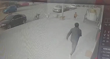 Başıboş Köpek Terörü Devam Ediyor: Erzincan'da Başıboş Köpekler, Okuldan Dönen Çocuğa Saldırdı 