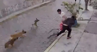 Başıboş Sokak Köpekleri Kaldırımda Oturan Çocuklara Saldırdı: Çocuk Canını Zor Kurtardı 