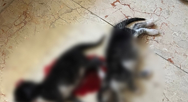 Bursa'da 6 Yavru Kedi Başları Kesilerek Canice Öldürüldü