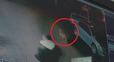 Bursa'da Başıboş Pitbull Cinsi Köpek, Cami Avlusunda Oynayan Çocuklara Saldırdı: 2 Çocuk Yaralandı