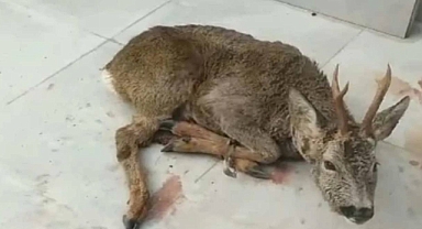 Trabzon'da Başıboş Köpeklerin Saldırısına Uğrayan Karacayı Vatandaş Yaralı Olarak Kurtardı