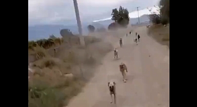 Uşak'ta Ata Binen Adamın Peşine Başıboş Köpek Sürüsü Takıldı: Başıboş Köpekler, Adamı Dakikalarca Kovaladı