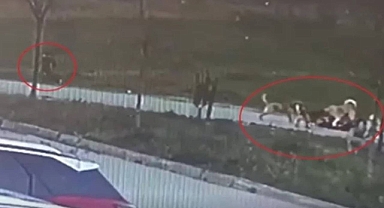 10 Yaşındaki Oğlunu Korumak İçin Ağır Yaralanan Babaya Saldıran Köpeklerin Sahipli Olduğu Ortaya Çıktı