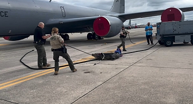 ABD'nin Florida Eyaletinde Hava Kuvvetleri Üssüne Timsah Girdi