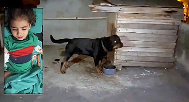 Adana'da Bayram Ziyaretinden Dönen 4 Yaşındaki Kız Çocuğuna Rottweiler Cinsi Köpek Saldırdı