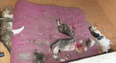 Ankara Etimesgut'ta 6 Yavru Kedi Başları ve Patileri Kesilerek Canice Öldürüldü