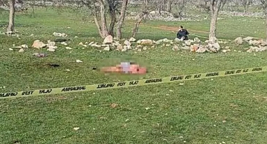 Antalya'da Başıboş Sokak Köpeği Terörü: 85 Yaşındaki Yaşlı Kadını Parçalayıp Öldürdüler