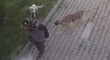 Başıboş Köpek Terörü Hız Kesmeden Devam Ediyor: Edirne'de 74 Yaşındaki Kadın, Başıboş Sokak Köpeklerinden Kaçarken Yüzünü Merdivene Vurup Yaralandı