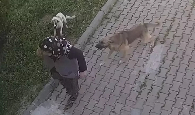 Başıboş Köpek Terörü Hız Kesmeden Devam Ediyor: Edirne'de 74 Yaşındaki Kadın, Başıboş Sokak Köpeklerinden Kaçarken Yüzünü Merdivene Vurup Yaralandı