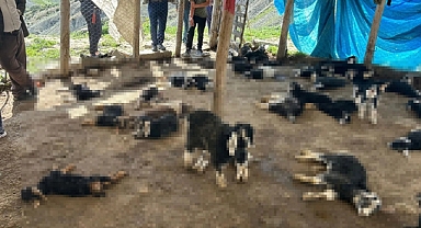 Diyarbakır'da Başıboş Köpekler Bir Ağıldaki 45 Oğlağı Telef Etti 