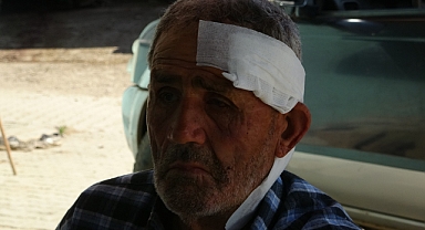 Kocaeli'de Başıboş Bir Köpek, Çobanlık Yapan Yaşlı Adama Saldırdı: Çoban Köpeği Sayesinde Kurtuldu