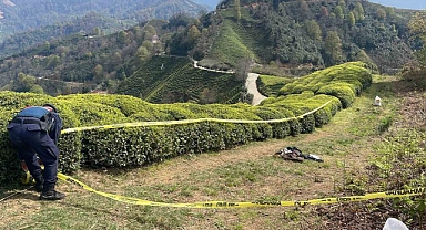 Rize'de Çay Bahçesinde Çürümüş Halde Bir Erkek Cesedi Bulundu