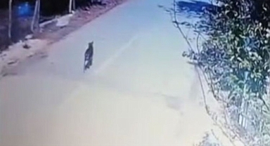 Sakarya'da Başıboş Köpek Altın Dolu Çantayı Kaçırdı