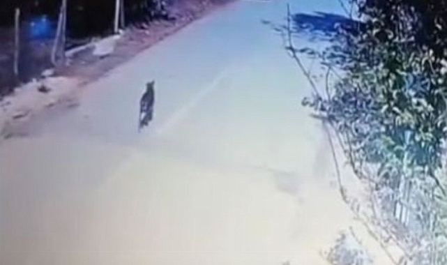 Sakarya'da Başıboş Köpek Altın Dolu Çantayı Kaçırdı