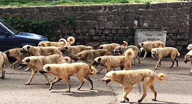 AKP'nin Başıboş Köpeklere İlişkin Hazırladığı Yasa Teklifi Sona Geldi: Uyutma da Gündemde