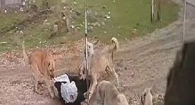 Başıboş Köpeklerin Saldırısına Uğrayan 80 Yaşındaki Medine Kızıltaş: Psikolojim Bozuldu