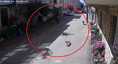 Bursa'da Başıboş Sokak Köpeği Terörü: Sokakta Oynayan Çocuklara Saldırdılar, 2 Çocuk Yaralandı