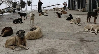 Çevre ve Şehircilik Bakanlığı, İstanbul, Ankara ve İzmir'de Bulunan Başıboş Köpek Sayısını Açıkladı