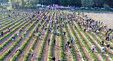 Geliri Kız Öğrencilere Bağışlanacaktı: Çilek Tarlasına Giren Hırsızlar 500 Kilo Çilek Çaldı 