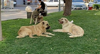İstanbul'da Bir Sitede Çocuklara Saldıran Başıboş Köpekleri Sitenin Dışına Çıkaran Görevlilere Para Cezası: Köpeklerin Psikolojisi Bozulmuş 