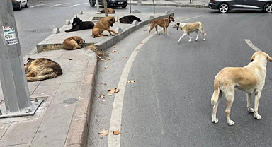 Kocaeli Valiliği, Başıboş Sokak Köpeği Terörünü Önlemek İçin Belediyelerine Yazı Gönderdi