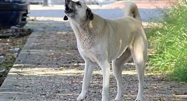 Ordu'da Başıboş Köpek Sorununa Çözüm Bulan Ortaokul Öğrencisine TÜBİTAK'tan Ödül