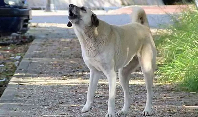 Ordu'da Başıboş Köpek Sorununa Çözüm Bulan Ortaokul Öğrencisine TÜBİTAK'tan Ödül