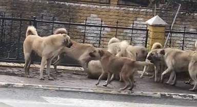 Savana'da Bir Gün: İnsan Bulamayan Başıboş Köpekler Birbirlerini Parçaladı